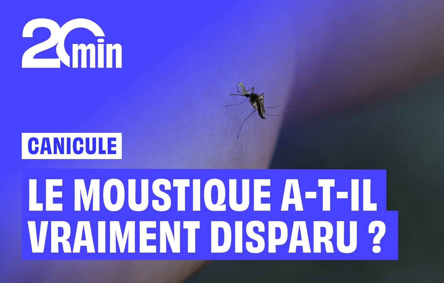 ¿Realmente desapareció el mosquito durante la ola de calor? ¿Realmente desapareció el mosquito durante la ola de calor?